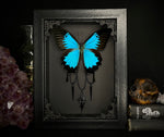 Ulysses Butterfly Cross