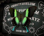 Peacock Swallowtail Ouija
