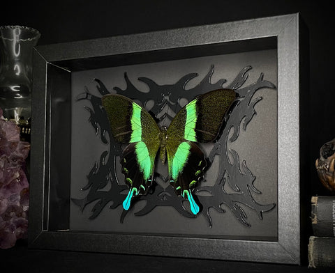 Peacock Swallowtail Butterfly