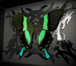 Peacock Swallowtail Butterfly