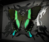 Peacock Swallowtail Butterfly