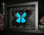 Ulysses Butterfly