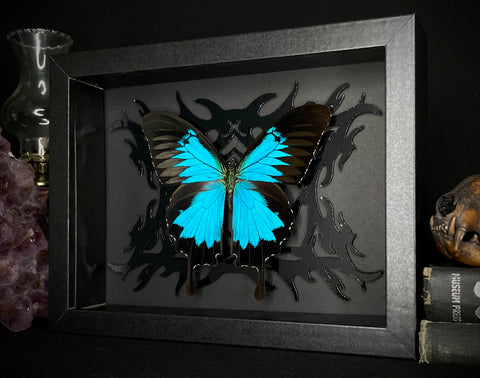 Ulysses Butterfly