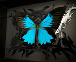 Ulysses Butterfly