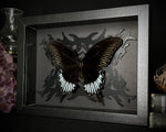 Black Phoenix Butterfly