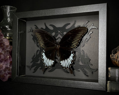 Black Phoenix Butterfly