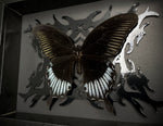 Black Phoenix Butterfly