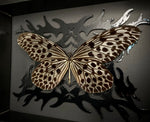 Giant Tree Nymph Butterfly