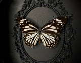 White Tiger Butterfly