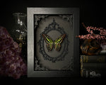 Tailed Jay Butterfly
