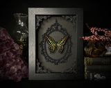Tailed Jay Butterfly