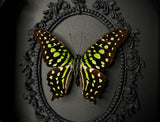 Tailed Jay Butterfly