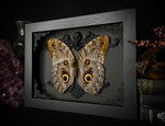 Giant Owl Butterfly