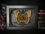 Blue Banded Morpho Butterfly