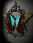 Swift Peacock Butterfly