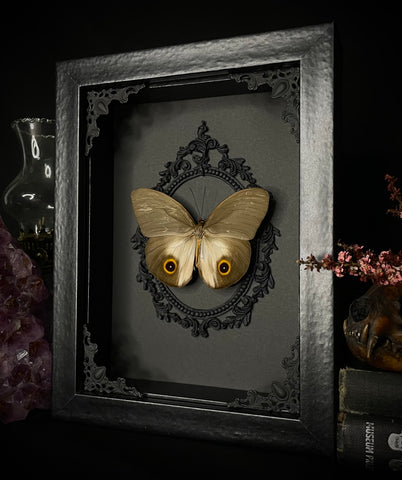 Make a faux taxidermy butterfly shadow box - Magical Daydream
