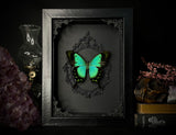 Sea Green Swallowtail Butterfly