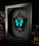 Sea Green Swallowtail Butterfly