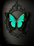 Sea Green Swallowtail Butterfly