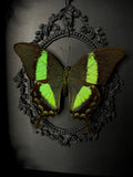 Emerald Swallowtail Butterfly