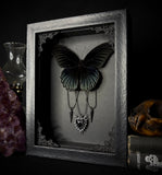 Mormon Butterfly Spiked Heart