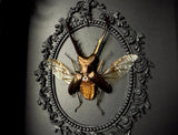 Golden Metallic Stag Beetle