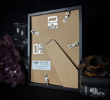 Golden Metallic Stag Beetle