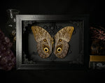 Giant Owl Butterfly