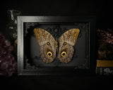 Giant Owl Butterfly