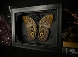 Giant Owl Butterfly