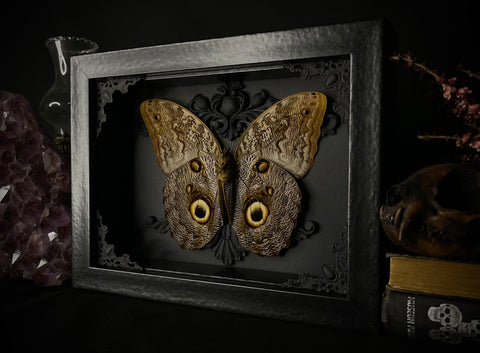 Giant Owl Butterfly