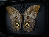 Giant Owl Butterfly