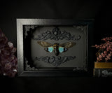 Blue Ghost Cicada