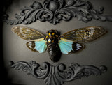 Blue Ghost Cicada