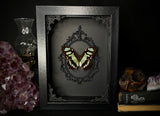 Malachite Butterfly