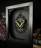 Malachite Butterfly