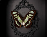 Malachite Butterfly