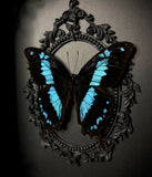 Blue Banded Swallowtail Butterfly