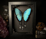 Common Morpho Butterfly Crystals