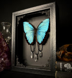 Common Morpho Butterfly Crystals
