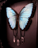 Common Morpho Butterfly Crystals