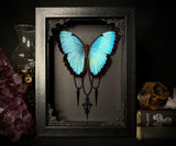 Common Morpho Butterfly Cross