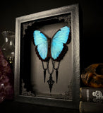 Common Morpho Butterfly Cross