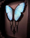 Common Morpho Butterfly Cross