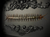 Red Headed Centipede