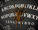 Black Tarantula Ouija