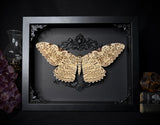 White Witch Moth