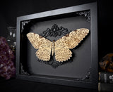 White Witch Moth