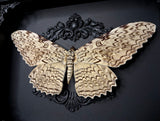 White Witch Moth