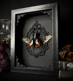 Deerhorn Stag Beetle
